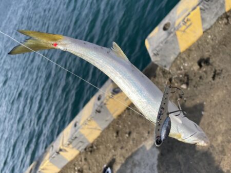 ギガカマス狙いで！